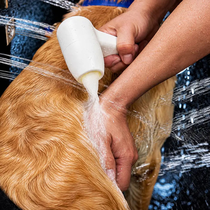 Close-up of hands washing a golden retriever's coat with jets of water around it
