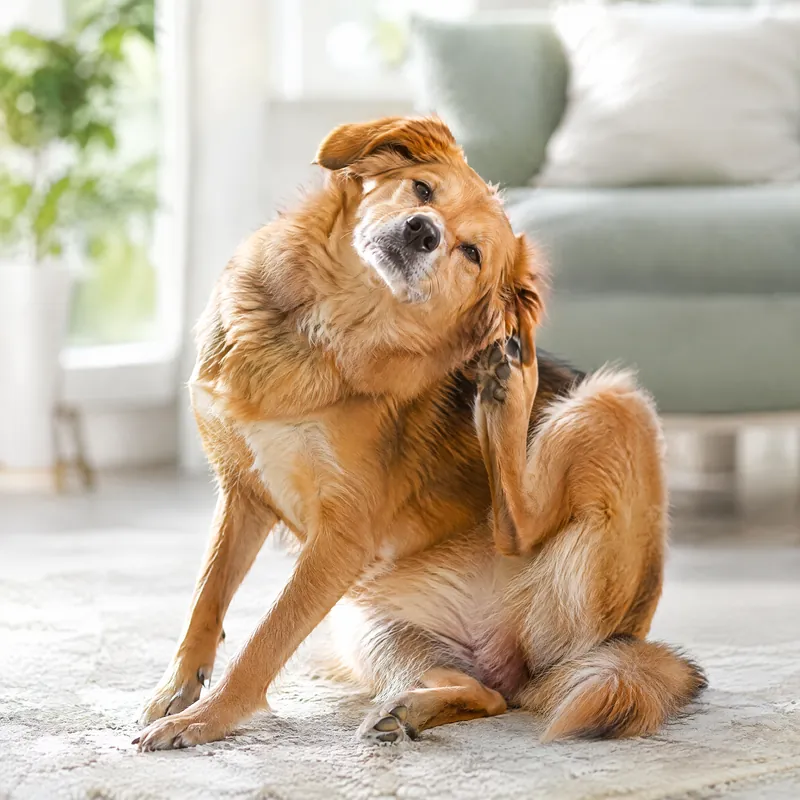 Brown dog scratching behind its ear on a living room rug