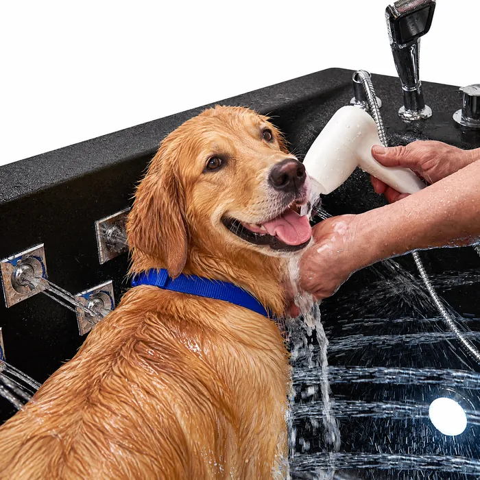 Golden retriever being washed with the hand-held shower while water jets run